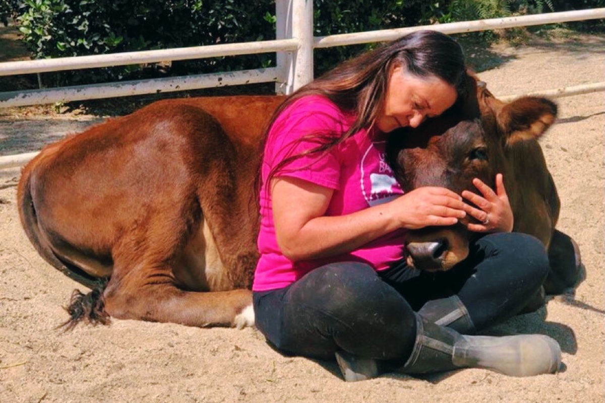 Image for “Cows as therapists”, Finding Your Bliss